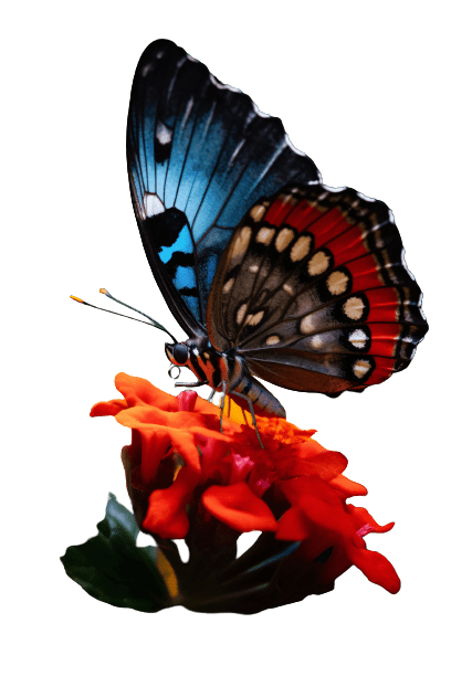 Featured Butterfly