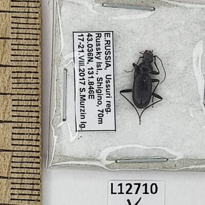 Carabidae sp., A1, Russia, L12710