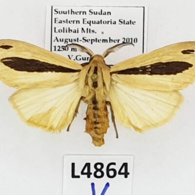 Erebidae, Arctiinae, Creatonotos sp.?, male, A2-, South Sudan, RARE