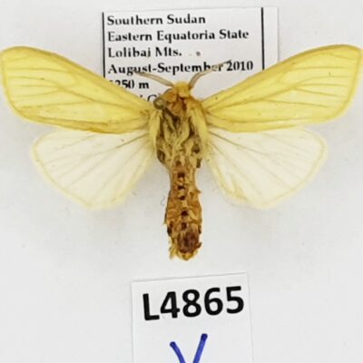 Erebidae sp., male, A1, South Sudan, RARE