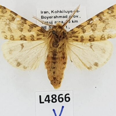 Erebidae, Arctiinae, Nebrarctia semiramis ssp., A-, Iran
