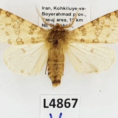 Erebidae, Arctiinae, Nebrarctia semiramis ssp., A1-, Iran