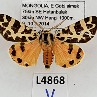 Erebidae, Arctiinae, Centrarctia mongolica, A2-/B, Mongolia, RARE