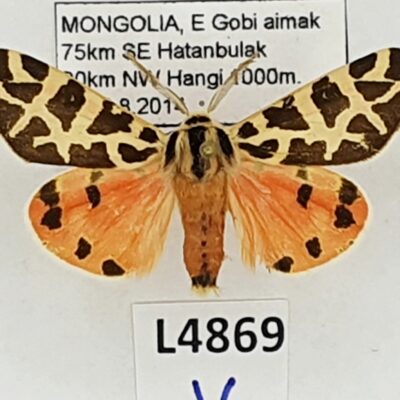 Erebidae, Arctiinae, Centrarctia mongolica, A1-, Mongolia, RARE