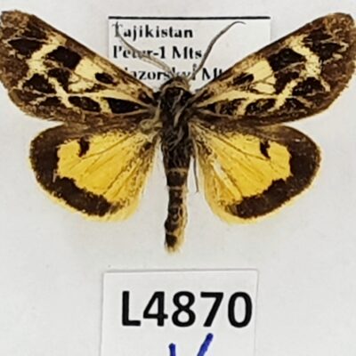 Erebidae, Arctiinae, Palearctia gratiosa ssp., A-, Tajikistan RARE