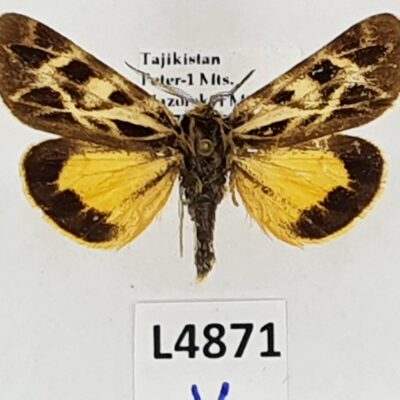 Erebidae, Arctiinae, Palearctia gratiosa ssp., A1-, Tajikistan, RARE