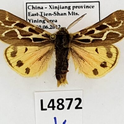 Erebidae, Arctiinae, Palearctia glaphyra aksuensis, A1, China, RARE