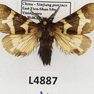 Erebidae, Arctiinae, Watsonarctia deserta centralasiae, A-, China