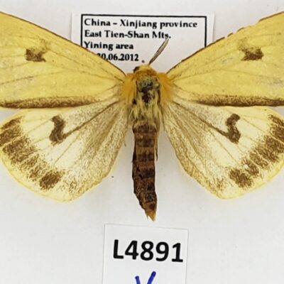 Erebidae, Arctiinae, Diacrisia sannio mortua, A1-, China