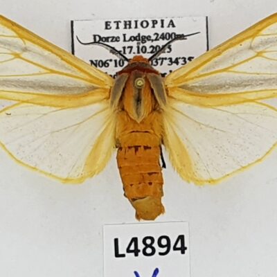 Erebidae, Arctiinae, Pseudoradiarctia scita, A1, Ethiopia
