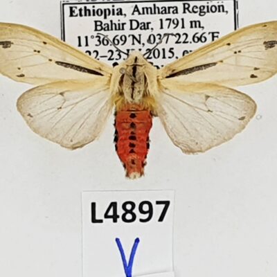 Erebidae, Arctiinae, Creatonotos cf. leucanioides, male, A1, Ethiopia