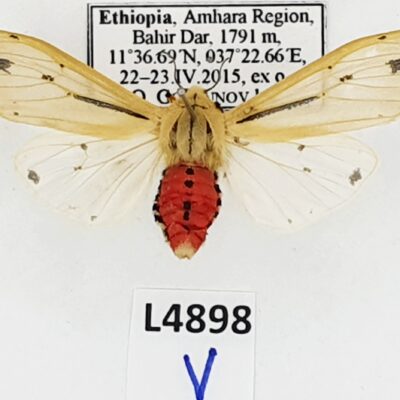 Erebidae, Arctiinae, Creatonotos cf. leucanioides, female, A1, Ethiopia