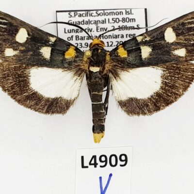 Lepidoptera sp., male, A1-, Solomon Islands