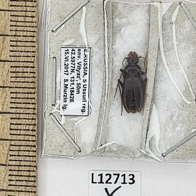 Carabidae sp., A1, Russia, L12713