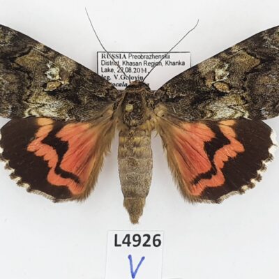 Erebidae, Catocalini, Catocala dula, A1, Russia