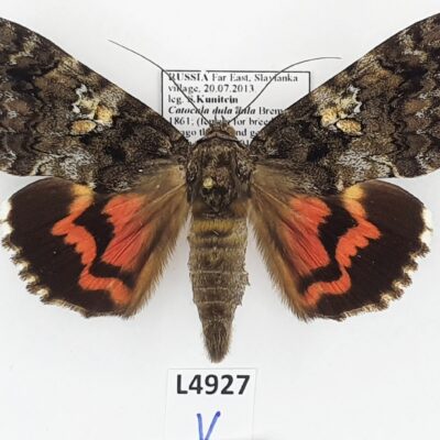 Erebidae, Catocalini, Catocala dula, A1, Russia