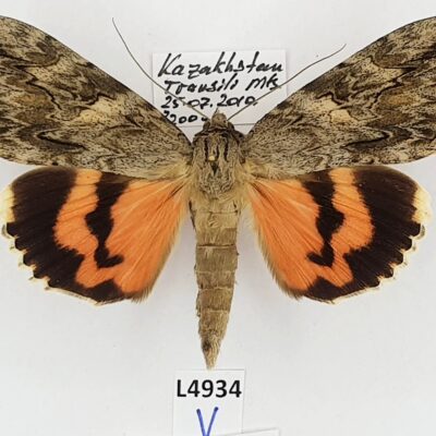 Erebidae, Catocalini, Catocala remissa, A1, Kazakhstan