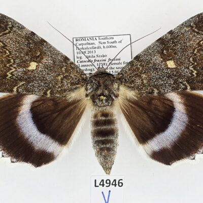 Erebidae, Catocalini, Catocala fraxini, male, A1, Romania