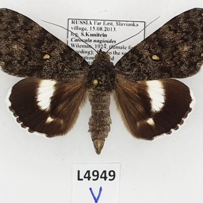 Erebidae, Catocalini, Catocala nagioides, A1, Russia