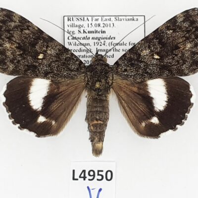 Erebidae, Catocalini, Catocala nagioides, A1, Russia