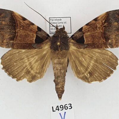 Erebidae, Serrodes mediopallens, A2-/B, Fiji