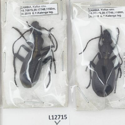 Carabidae, Cypholoba caillaudi ssp?, 2 ex., A1, Zambia