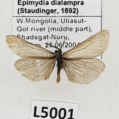 Erebidae, Arctiinae, Epimydia dialampra, male, B, Mongolia
