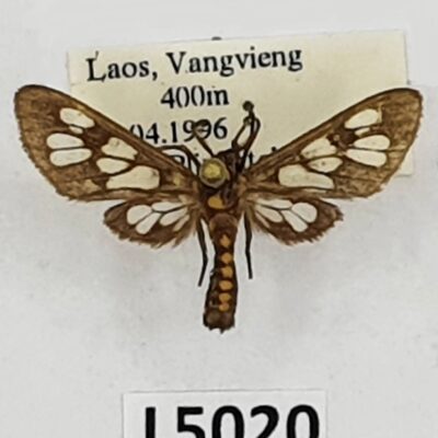 Erebidae, Arctiinae, Syntomini sp., A2-, Laos