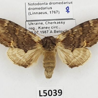 Notodontidae, Notodonta dromedarius dromedarius, female, A1-, Ukraine