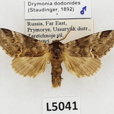 Notodontidae, Drymonia dodonides, male, A-, Russia