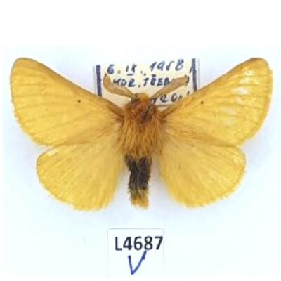 Brahmaeidae, Lemonia taraxaci, male, A1-,