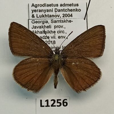 Lycaenidae, Agrodiaetus admetus yeranyani, male, A2-, Georgia