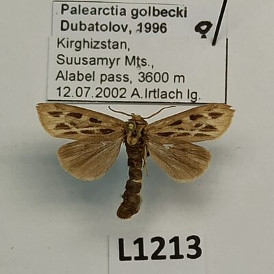 Erebidae, Arctiinae, Palearctia golbecki, female, A-, Kyrgyzstan, VERY RARE
