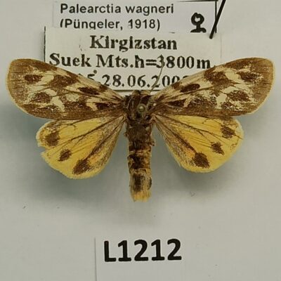 Erebidae, Arctiinae, Palearctia wagneri, female, A2-, Kyrgyzstan, VERY RARE