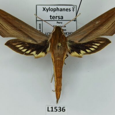 Sphingidae, Xylophanes tersa, female, A2, Peru