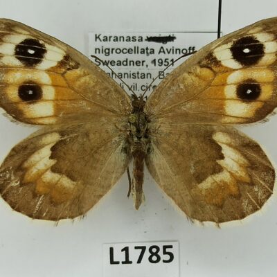 Nymphalidae, Satyrinae, Karanasa nigrocellata, female, A2-/B Afghanistan