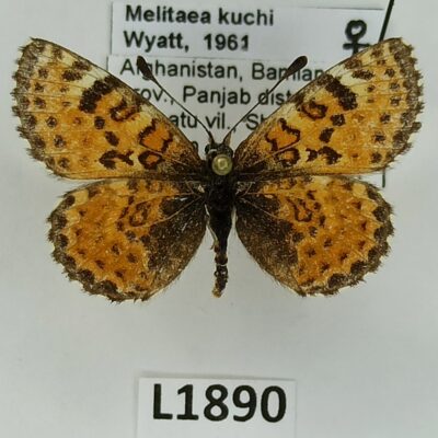 Nymphalidae, Melitaea kuchi, female, A2-/B, Afghanistan