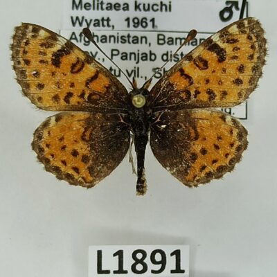 Nymphalidae, Melitaea kuchi, male, A2-, Afghanistan