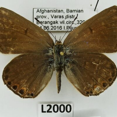 Lycaenidae, Plebejus eversmanni firuskuhi, female, B, Afghanistan