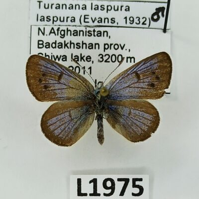 Lycaenidae, Turanana laspura laspura, male, A2-, Afghanistan