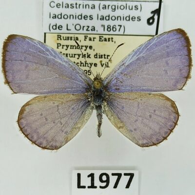 Lycaenidae, Celastrina ladonides ladonides, male, A1, Russia