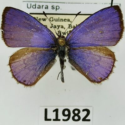 Lycaenidae, Udara sp., male, A1-, New Guinea