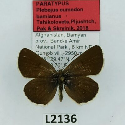 Lycaenidae, Plebejus eumedon bamianus, male, A1-, Afghanistan, PARATYPUS