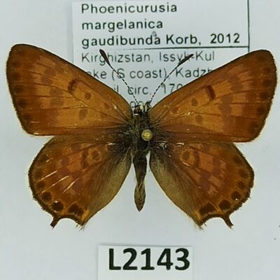 Lycaenidae, Phoenicurusia margelanica gaudibunda, male, A1/A1-, Kyrgyzstan