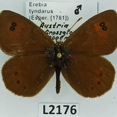 Nymphalidae, Satyrinae, Erebia tyndarus, male, A1/A1-, Austria