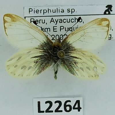 Pieridae, Pierphulia sp., A2-, male, Peru