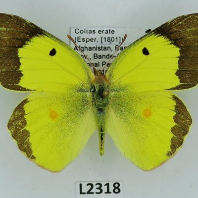 Pieridae, Colias erate, male, A1/A1-, Afghanistan