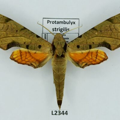 Sphingidae, Protambulyx strigilis, male, A1-, Peru