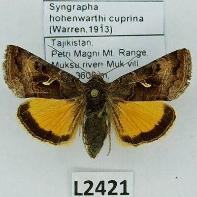 Noctuidae, Syngrapha hohenwarthi cuprina, A1/A1-, Tajikistan, RARE