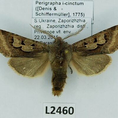 Noctuidae, Perigrapha i-cinctum, A1-, Ukraine